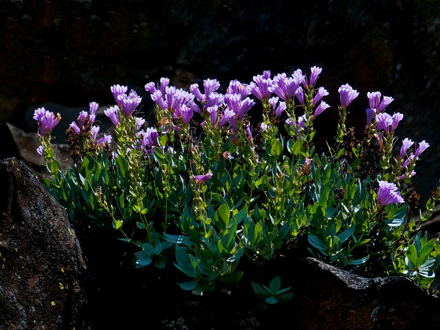 Penstemon barrettiae - Barrett's Penstemon 2550.jpg